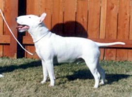 Ch Nuance Nice Touch