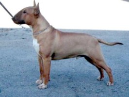 Ch Silmaril Scarlet Knight