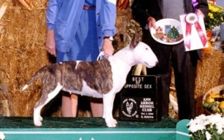 Am/Can Ch Horizon's Harlequin Romance  RN