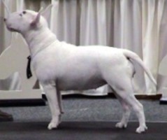 Nuance Nonconformance