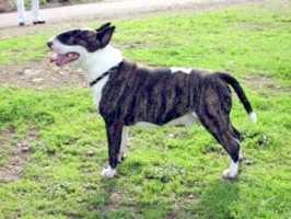 Ch Brummagem Chips Ahoy ROM