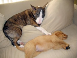 Jolie and Buzz the Golden