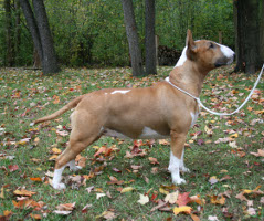  Am/Can Ch Nuance Nonsense, ROM