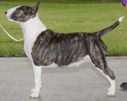 Can/Am Ch Nuance Night and Day, ROM