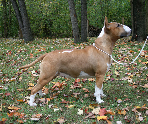 Marley, October 2008