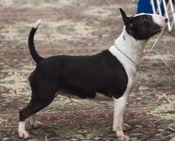  Nuance Night in Tunisia 