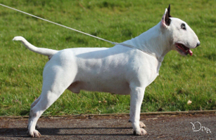 Ch Megavilles Signing Off, ROM