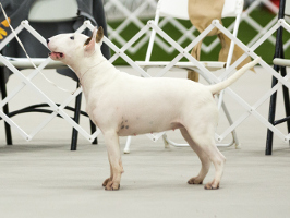 GCH Ch Nuance Naughty or Nice, ROM, GCG, RN, RATO