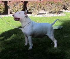  Nuance No Fooling Around at Bulliard 