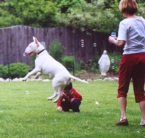 Willie jumps for bubbles with the grandkids
