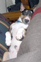 Woodrow relaxing at home